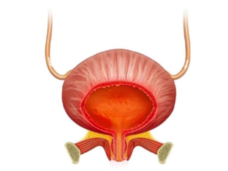 Inflamação da bexiga e seu tratamento com cápsulas Cystolax